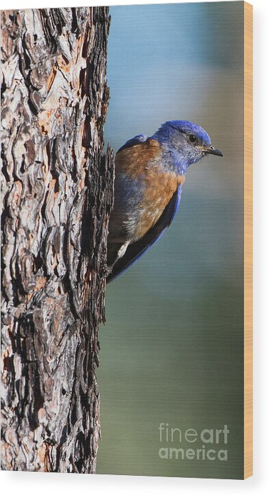 Western Bluebird Wood Print featuring the photograph Blue bird in a tree by Ruth Jolly