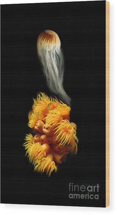 Animals Wood Print featuring the painting Orange Anemone by Lisa Redfern