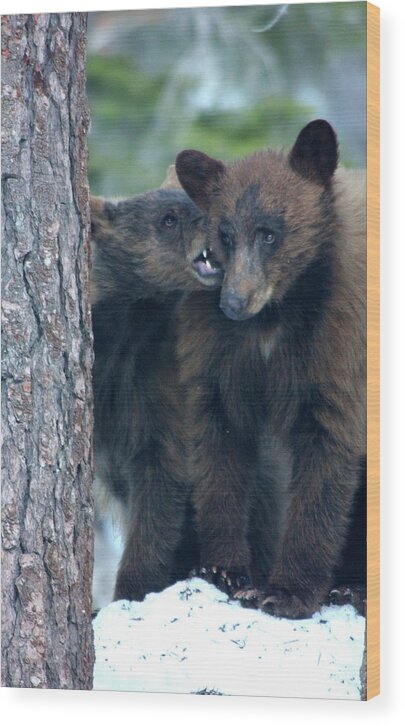 Black Bears Wood Print featuring the photograph Bear Love Bites by Bonnie Colgan