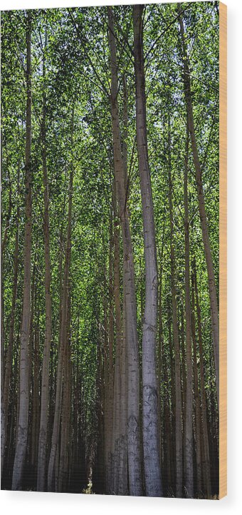 Tree Wood Print featuring the photograph Columbia River Tree Farm 1478 by Jerry Sodorff