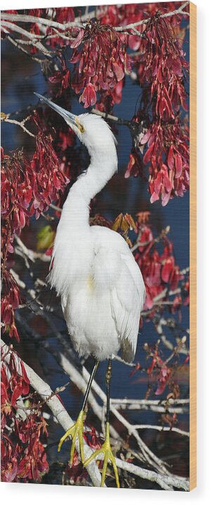 White Egret Wood Print featuring the photograph White Egret in Red Maple Tree by Rose Hill