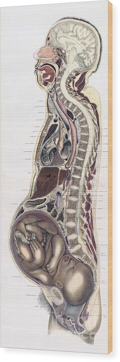 Science Wood Print featuring the photograph Topographisch-anatomischer, Braune, 1872 #12 by Science Source