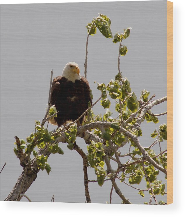 Eye Wood Print featuring the photograph Eagle Eye #2 by Trent Mallett