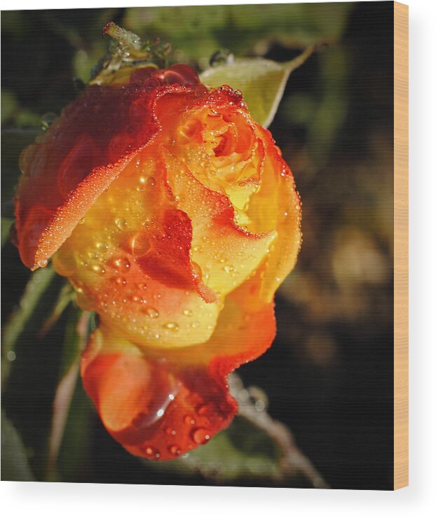 Rose Wood Print featuring the photograph Early Morning Sun #2 by George Davidson