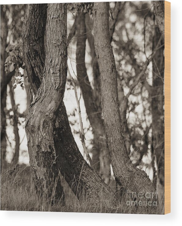 Australia Wood Print featuring the photograph Trees #2 by Steven Ralser
