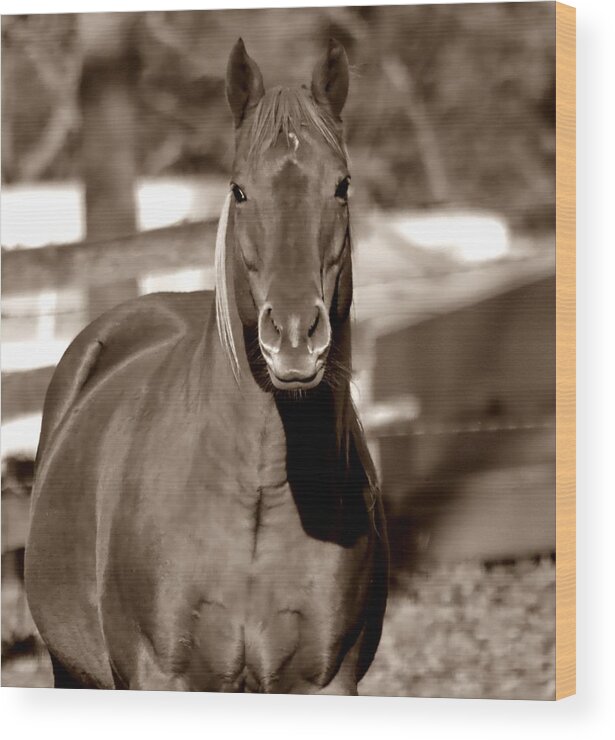 Horse Wood Print featuring the photograph A Horse Is A Horse II by Deena Stoddard