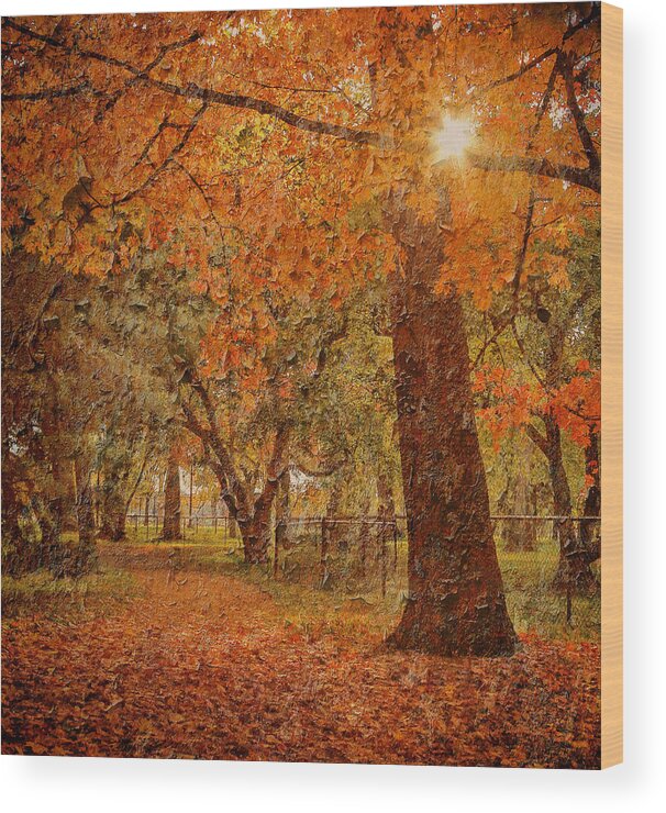 Maple Tree Wood Print featuring the photograph A pathway through the maples less traveled by SCB Captures