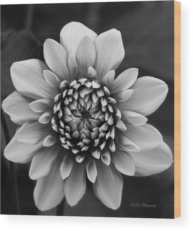 Dahlia Wood Print featuring the photograph Ala Mode Dahlia In Black and White by Jeanette C Landstrom