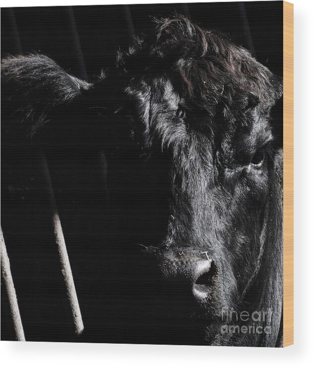 Angus Art Wood Print featuring the photograph Angus Appeal by J L Zarek