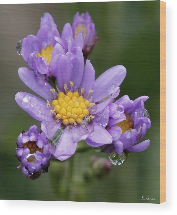 Asters Wood Print featuring the photograph Aster Drops by Michael Friedman