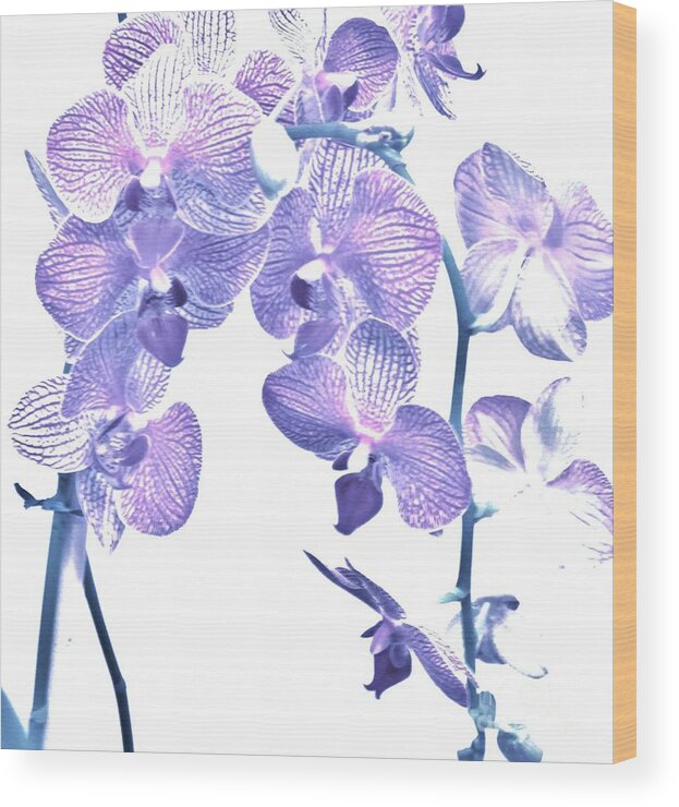 Photo Wood Print featuring the photograph Baby Purple Orchids by Marsha Heiken