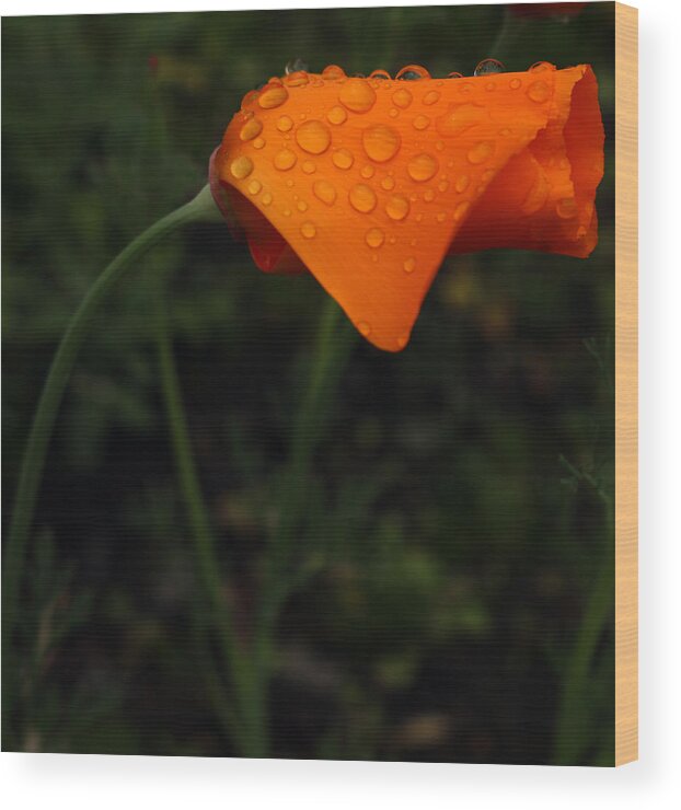 Flora Wood Print featuring the photograph Beautiful Buttercup by Kami McKeon