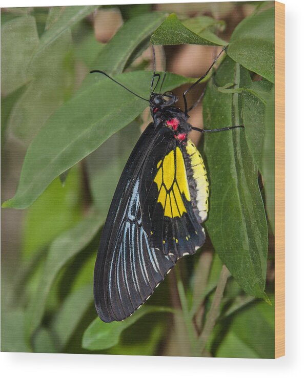 Karen Stephenson Photography Wood Print featuring the photograph Black Yellow and Red by Karen Stephenson