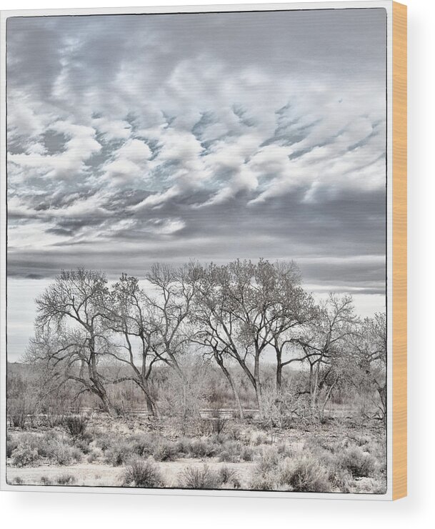 Bosque Wood Print featuring the photograph Bosque Pale by Mary Lee Dereske