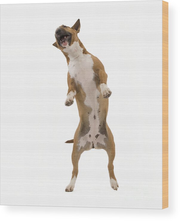 Dog Wood Print featuring the photograph Bull Terrier by Jean-Michel Labat