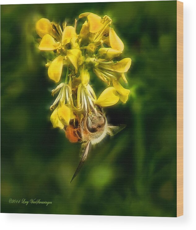 Bee Wood Print featuring the photograph Busy Bee by Lucy VanSwearingen