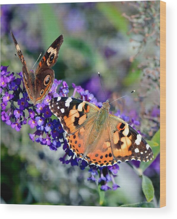 Butterfly Wood Print featuring the photograph Colorful Cousins by Deena Stoddard