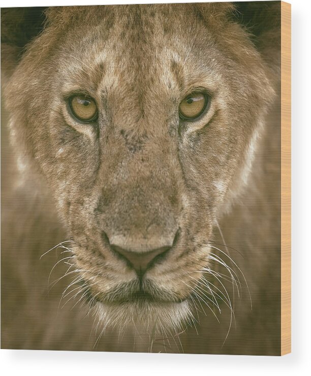 Wild Wood Print featuring the photograph Contact Eyes by Faisal Alnomas