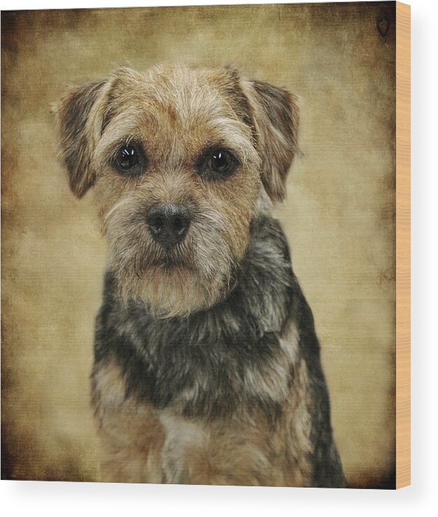 Dog Wood Print featuring the photograph Cooper by Stephanie Calhoun