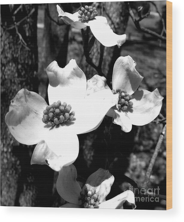 Dogwood Wood Print featuring the photograph Dogwood 3 by Andrea Anderegg