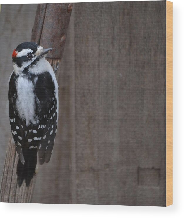 Downy Woodpecker- On A Shovel Handle And Wood Backdrop ~.limited Edition 2 Of 10(art-photography Images By Rae Ann M. Garrett- Raeann Garrett)- Woodpeckers- Small Birds- Black And White Spotted Woodpeckers- Wood Print featuring the photograph Downy Portrait- limited edition  2 of 10 by Rae Ann M Garrett