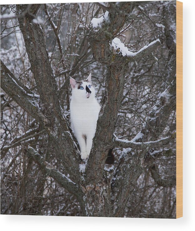Cat Wood Print featuring the photograph Felis Silvestris Catus in Winter by Theresa Tahara