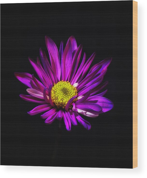 Flower Wood Print featuring the photograph Fuchsia Floral Bloom by Bill and Linda Tiepelman