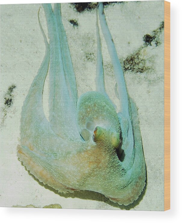 Nature Wood Print featuring the photograph Gliding Reef Octopus by Amy McDaniel