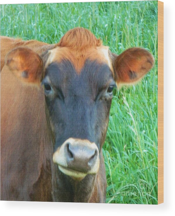 Cow Wood Print featuring the photograph Grumpy Cow by Gallery Of Hope 