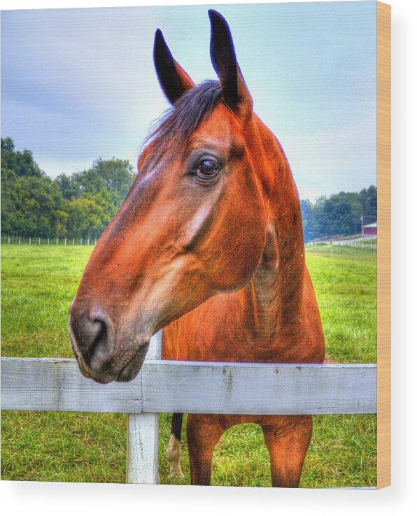 Horse Wood Print featuring the photograph Horse Closeup by Jonny D