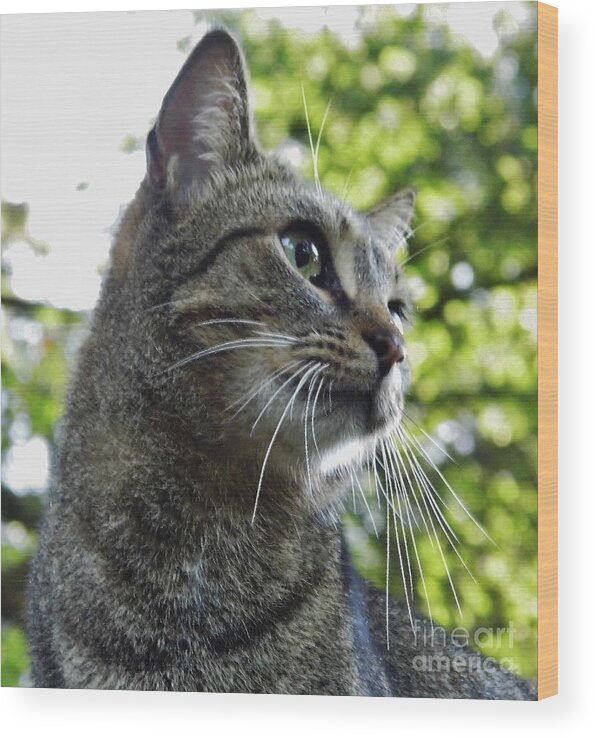 Cat Wood Print featuring the photograph I Know I'm Handsome by D Hackett