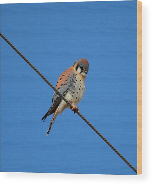 Raptor Wood Print featuring the photograph Kestrel On A Wire by Trent Mallett