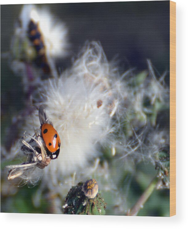 Nature Wood Print featuring the photograph LadyBug by Linda Cox