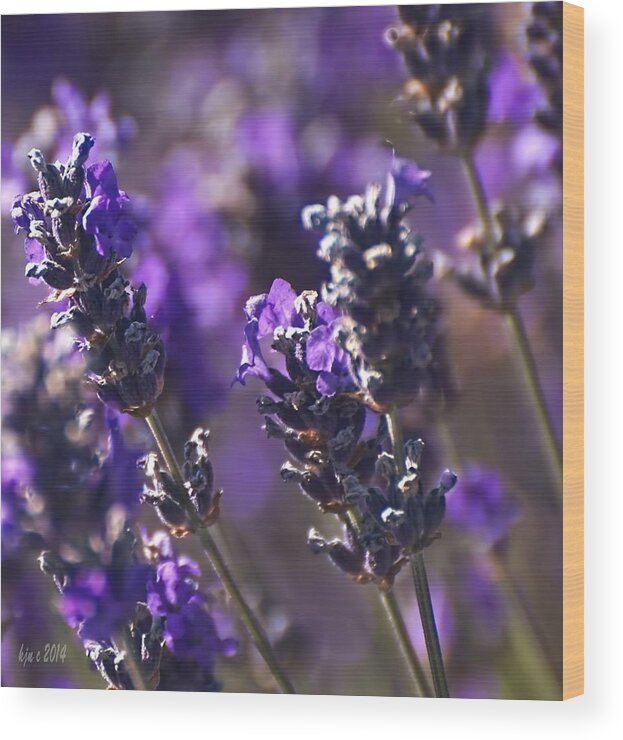 Lavender Flowers Wood Print featuring the digital art Lavender Stems by Kari Nanstad