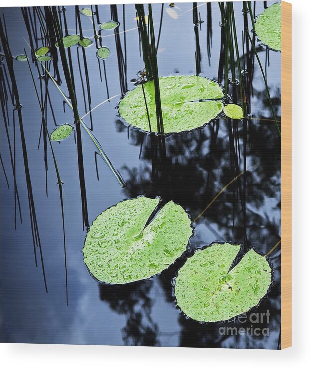 Background Wood Print featuring the photograph Lilly Pad Pond by THP Creative