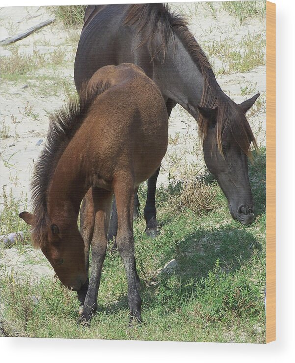 Wild Spanish Mustang Wood Print featuring the photograph Mother And Daughter by Kim Galluzzo
