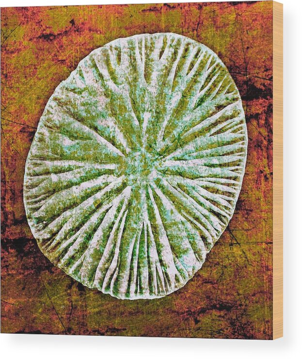Texture Wood Print featuring the digital art Nature Abstract 5 by Maria Huntley