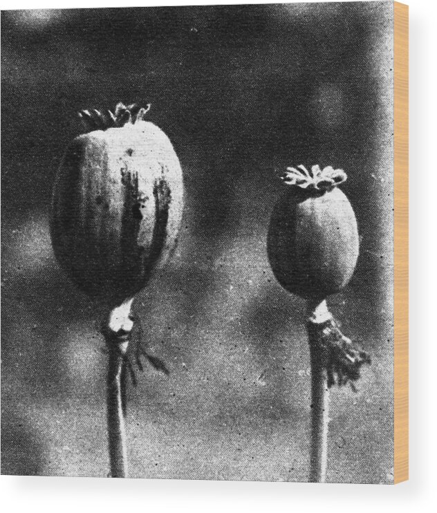 1924 Wood Print featuring the photograph Opium Poppies by Granger