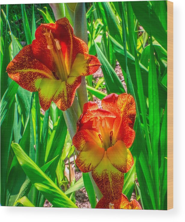 Flower Wood Print featuring the photograph Parrot Gladiolus by Traveler's Pics