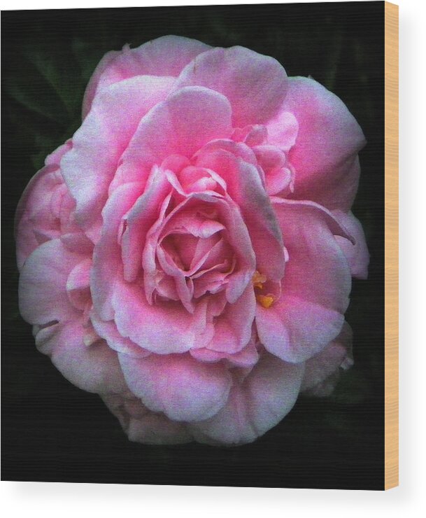 Camellia Wood Print featuring the photograph Pink Beauty by Sheri McLeroy