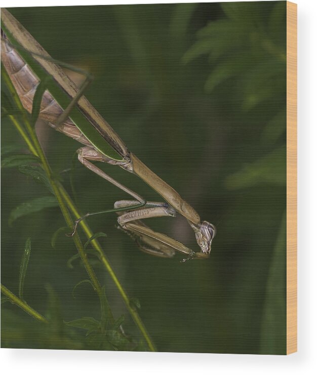Daddy Longlegs Wood Print featuring the photograph Praying Mantis 003 by Donald Brown