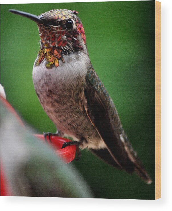 Hummingbird Wood Print featuring the photograph Rainbow Colored Male Anna by Jay Milo