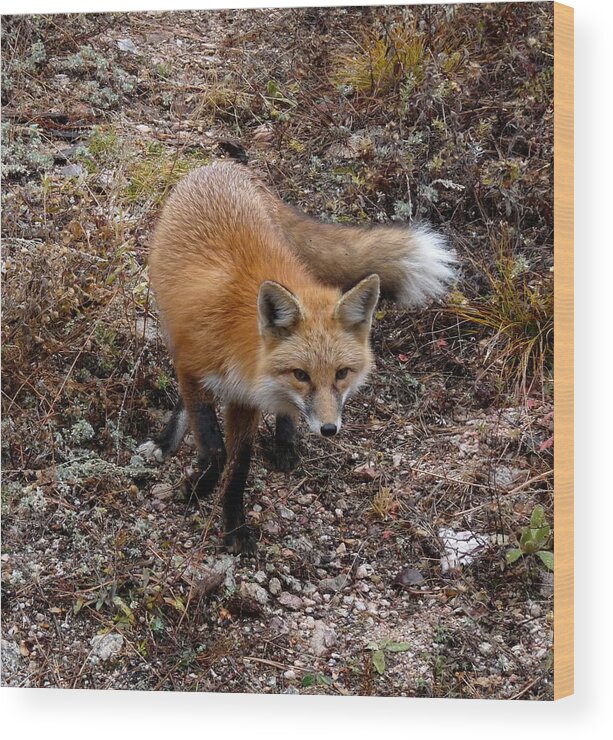 Wildlife Wood Print featuring the photograph Red Fox by Tranquil Light Photography