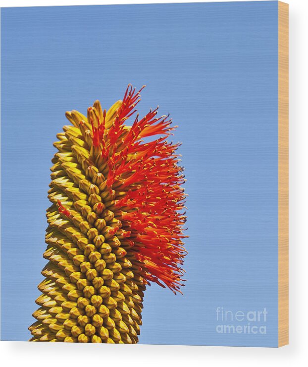 Cactus Wood Print featuring the photograph Red yellow and blue by Liz Leyden