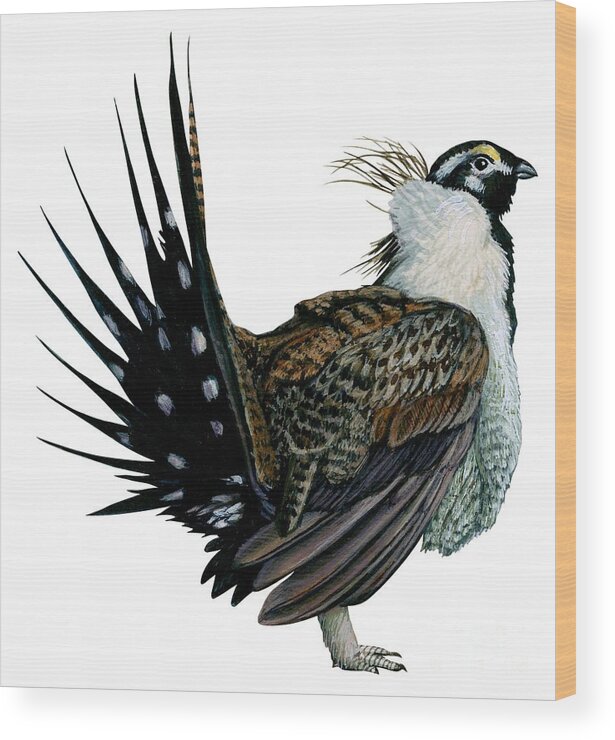 No People; Vertical; Side View; Full Length; White Background; One Animal; Wildlife; Illustration And Painting; Zoology; Close Up; Bird; Feather; Beak; Animal Pattern; Wing; Tail; Sage Grouse; Centrocercus Urophasianus Wood Print featuring the drawing Sage grouse by Anonymous