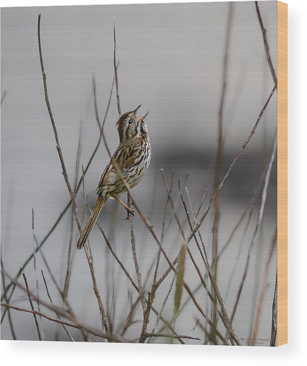 Savannah Sparrow Wood Print featuring the photograph Savannah Sparrow by Marty Saccone