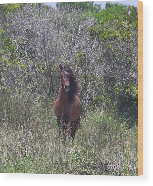 Shackleford Banks Wood Print featuring the photograph Shackleford Pony by Cathy Lindsey