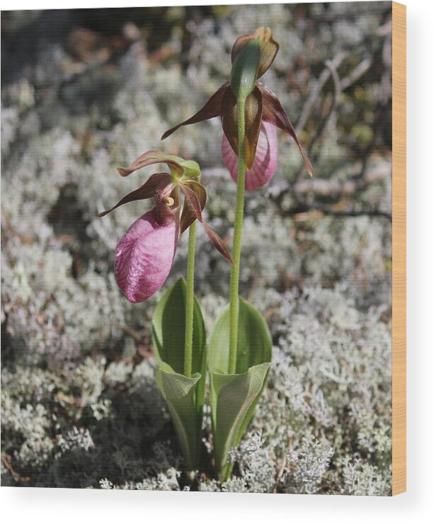 Lady Slipper Wood Print featuring the photograph Showy Lady's Slipper 2 by Ruth Kamenev