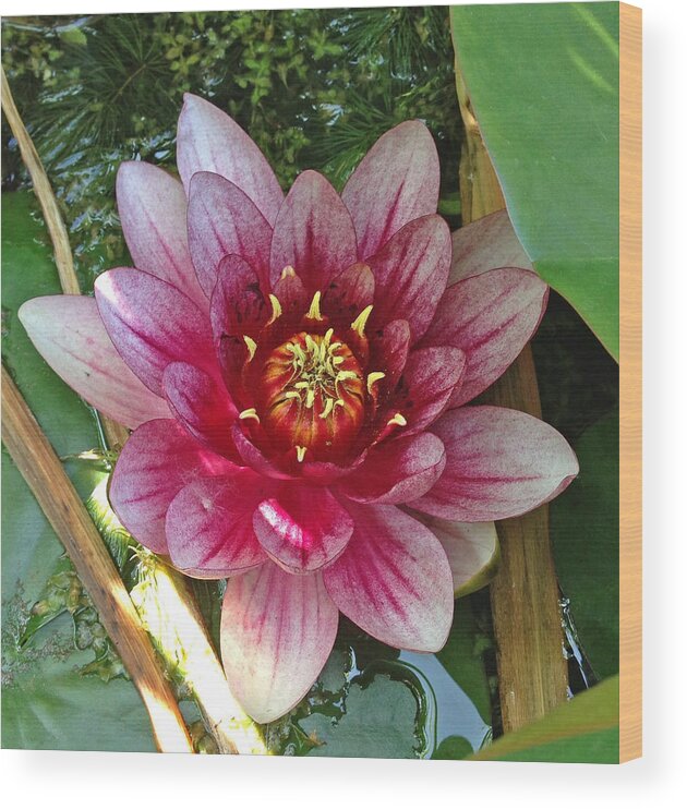 Water Lily Wood Print featuring the photograph Lily by Kate Gibson Oswald