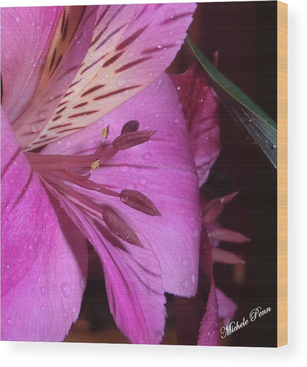 Pink Wood Print featuring the photograph Splendid Beauty by Michele Penn
